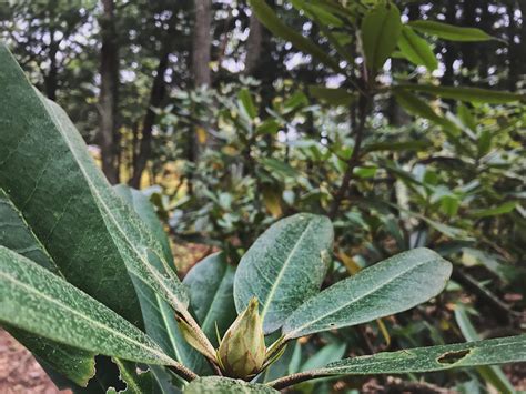 Medfield Rhododendrons, Medfield, MA - The Trustees of Reservations