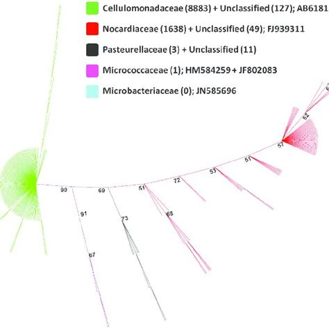 Unrooted Neighbor Joining Tree Of 16s Rrna Gene Sequences Associated