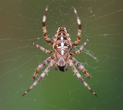 Is The European Garden Spider Poisonous Fasci Garden