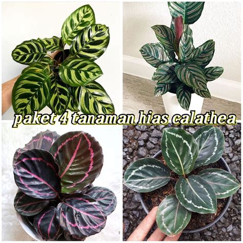 Paket Tanaman Hias Calathea Calathea Makoyana Calathea Black