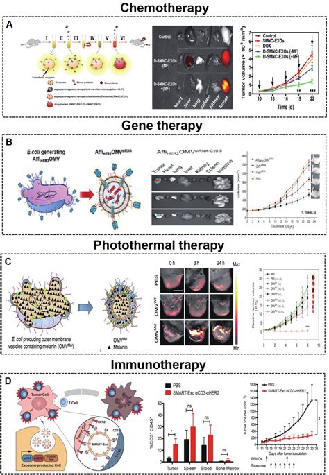 Engineered Mammalian And Bacterial Extracellular Vesicles As Promising