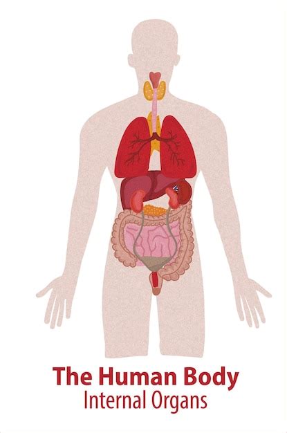 Organes Internes Humains Croquis De Vecteur Illustration Isol E