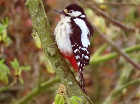 Vroege Vogels Foto Vogels Grote Bonte Specht