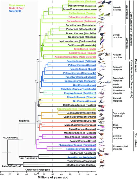 Summary Hypothesis Of The Genome Scale Phylogeny Of Birds Proposed By