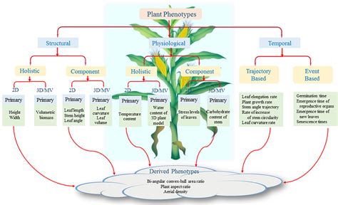 Plant Phenotype