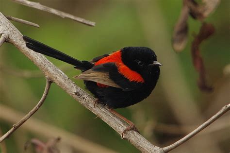 Red Backed Fairy Wren Malurus Melanocephalus Male