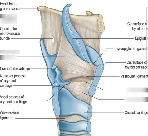 Anatomy Descriptive And Applied Anatomy The Larynx Membrane The Best