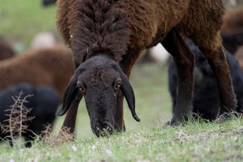 The giant sheep helping Tajikistan weather climate change