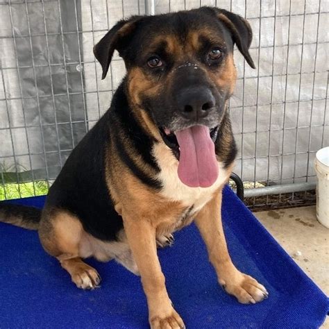 Dog For Adoption Austin A German Shepherd Dog And Rottweiler Mix In