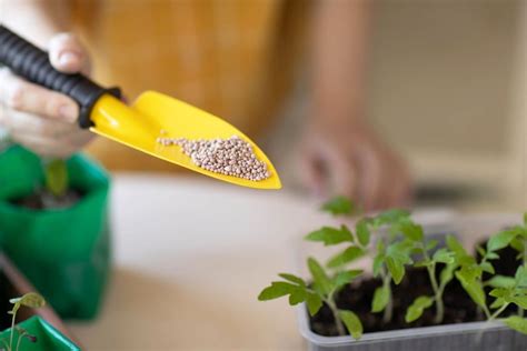 A Complete Guide To Fertilizing Tomato Plants