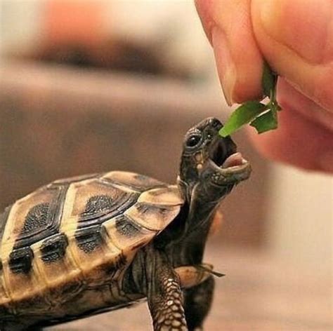 Bon Appétit Cute Tortoise Animals Beautiful Cute Turtles