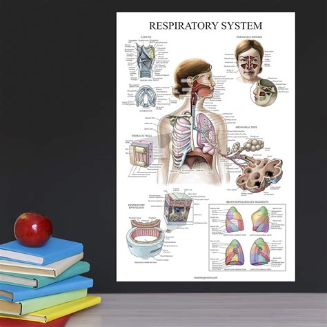 Anatomical Poster Set 10 Pack Laminated Philippines Ubuy