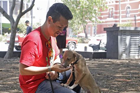 Perros Sin Raza Mascotas Que Merecen Un Hogar Y Cuidados