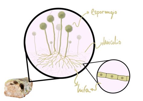 Observación de MOHOS y LEVADURAS El laboratorio de Marrodmir