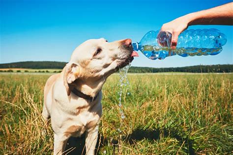 How To Keep Your Dog Hydrated Bowman Animal Hospital And Cat Clinic