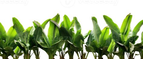 Group Of Banana Leaves In Row Isolated 27032742 Png