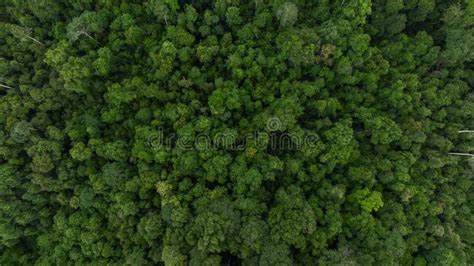 Aerial Top View Asian Tropical Rainforest Green Forest Tree Tropical