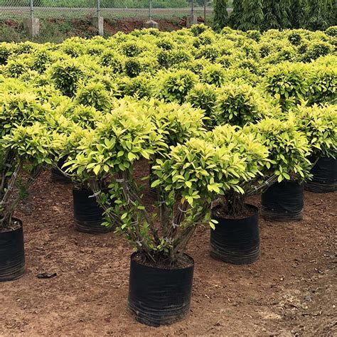 Ficus Panda Multiheads Gowthami Nursery