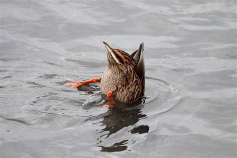 Upside Down Duck — Stock Photo © Zacariasdamata 34232389