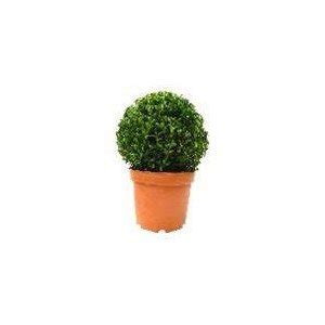 Buis Buxus Sempervirens Boule C L Pot Cm Diam