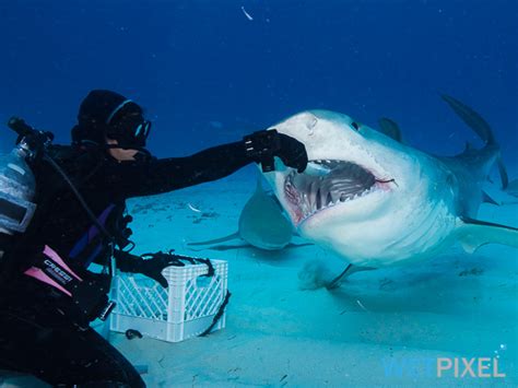 US Congress considers banning shark feeding :: Wetpixel.com