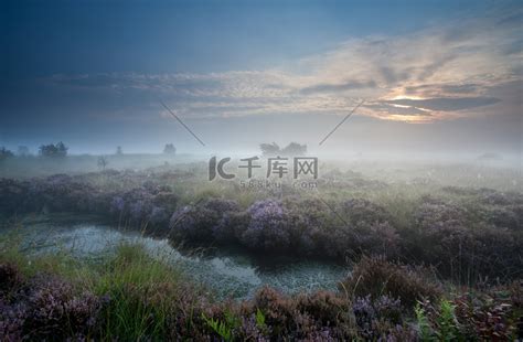 在沼泽的有薄雾的日出与开花的石南花高清摄影大图 千库网