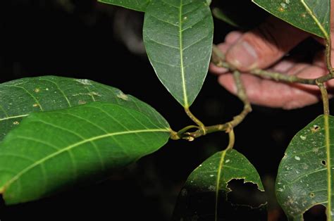 Ficus Septica Moraceae Image At Phytoimages Siu Edu