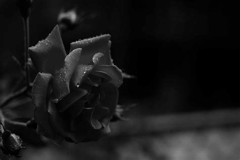 95 Black Wallpaper Aesthetic Rose Images Myweb