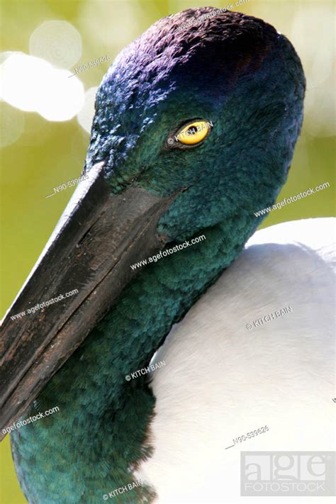 Black-necked Stork, Stock Photo, Picture And Rights Managed Image. Pic ...