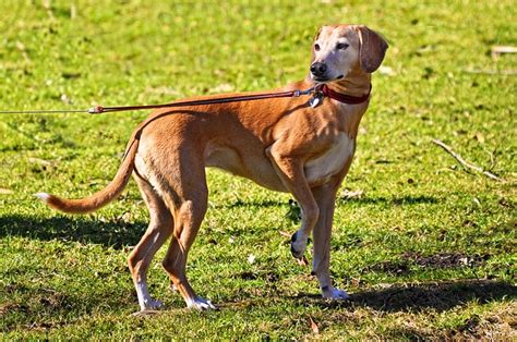 C Mo Elegir El Collar Y La Correa Adecuada Para Tu Perro