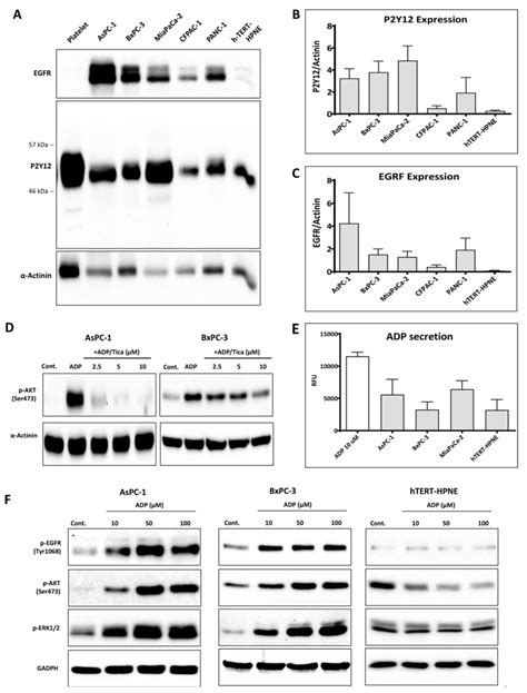 The P Y Receptor Activated By Adp Triggers Akt Activation In Pdac