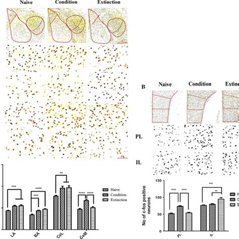 C Fos Expression In Amygdala And Pfc Following Fear And Extinction Download Scientific Diagram