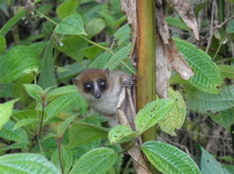 Scientists discovered new mouse lemur species - Instituto Gulbenkian de ...