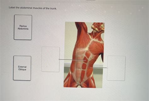 Anterior Abdominal Muscles Quiz And Answers