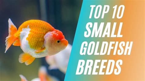 Top 10 Small Goldfish Breeds That You Can Keep As Pets YouTube