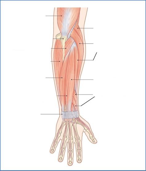 Posterior View Of Forearmwrist Muscles Human Extensors Diagram