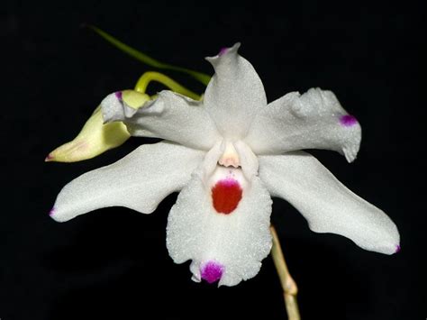 Orchid Dendrobium Aduncum Orchideen Orchideen Bilder Pflanzen