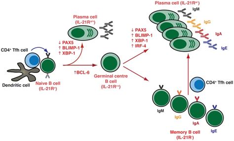 T Cell Dependent B Cell Differentiation Following The Receipt Of