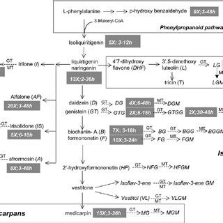 Mapping Of Cellular Phenylpropanoid Metabolite Responses To YE Onto