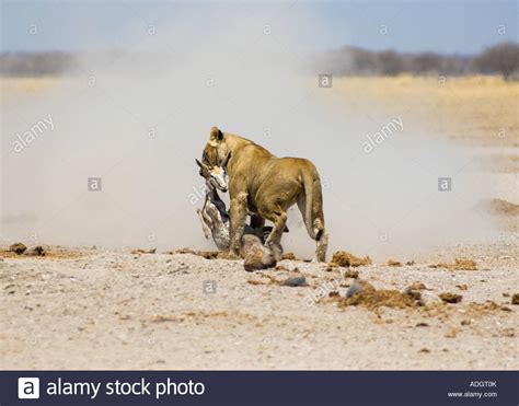 Lion Eating Prey Stock Photos & Lion Eating Prey Stock Images - Alamy