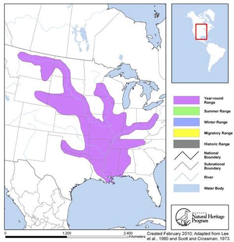 Shovelnose Sturgeon Montana Field Guide