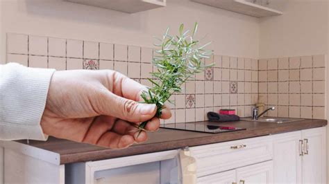 Se Metti 1 Ramo Di Rosmarino In Cucina Risolvi Questo Diffuso Problema