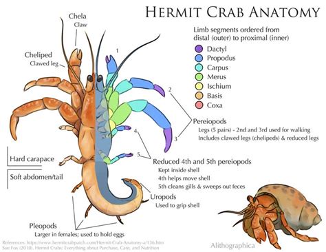 Hermit Crab Anatomy (Digital, 2018) | Hermit crab, Hermit crab tank ...