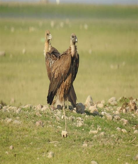 Ecotourism Society Of Himachal Pradesh Pong Dam Lake Wildlife Sanctuary