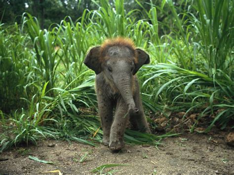 The 35 Cutest Baby Elephants You Will See Today » TwistedSifter