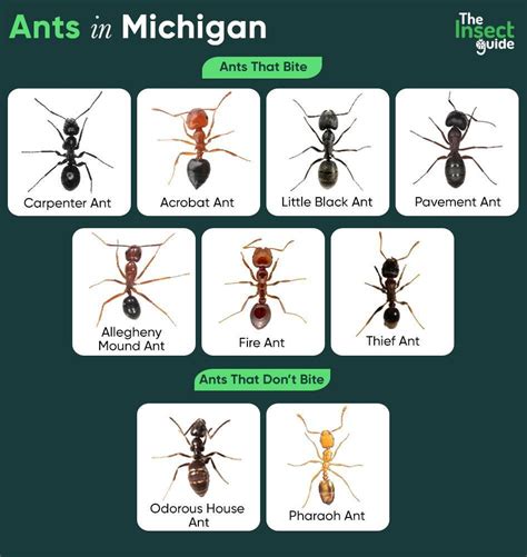 List Of Common Types Of Ants In Michigan With Pictures