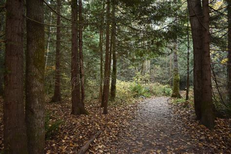 Spooky Fog Filled Forest Night Stock Image - Image of alond, halloween ...