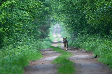 Incredible Wolf sighting in Białowieża Forest | | Wild Poland