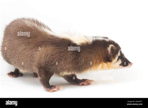 The Javan Ferret Badger Melogale Orientalis Is A Mustelid Endemic To