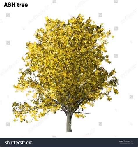 Ash Tree Isolated On White Background Stock Illustration 408811399